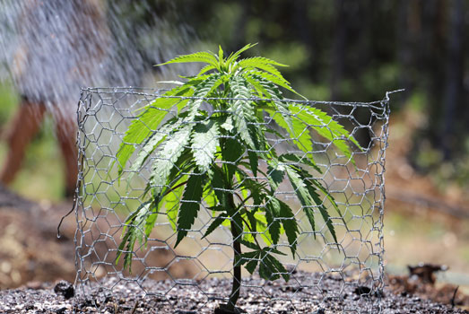 Bescherm je cannabisplanten. Bescherm je cannabisplanten