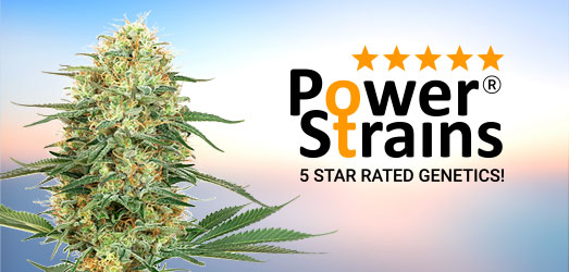 White Widow van Power Strains. White Widow van Power Strains.