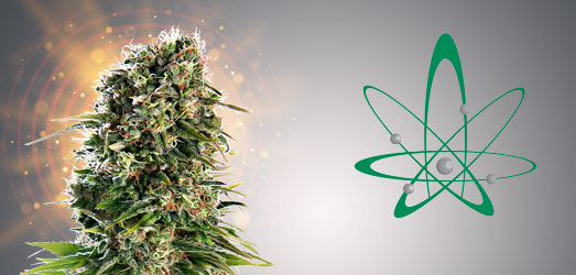 Chem Dawg van Medicann Seeds. Chem Dawg van Medicann Seeds.