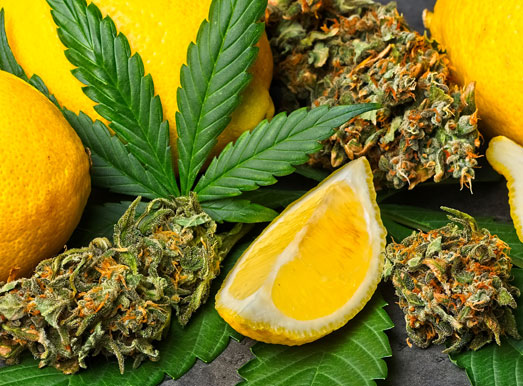 Lemon Haze heeft een kruidige citroensmaak. Lemon Haze heeft een kruidige citroensmaak.