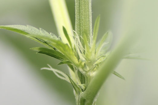 Close-up vrouwelijke feminized wietplant. Close-up vrouwelijke feminized wietplant.