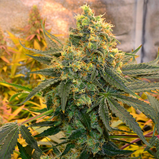 Critical Kush Autoflower binnen kweek. Critical Kush Autoflower binnen kweek.