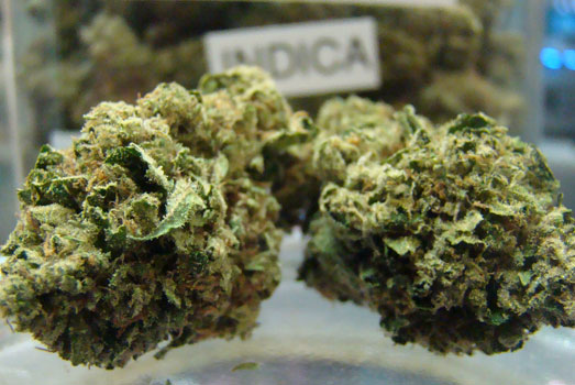Critical Kush heeft overwegend indica genetica. Critical Kush heeft overwegend indica genetica.