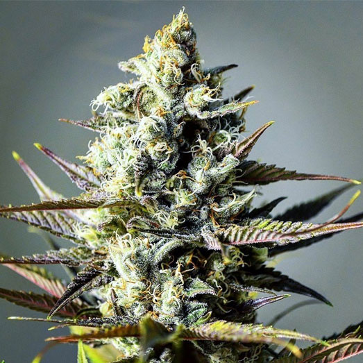Critical Kush wietplant in bloei. Critical Kush wietplant in bloei.