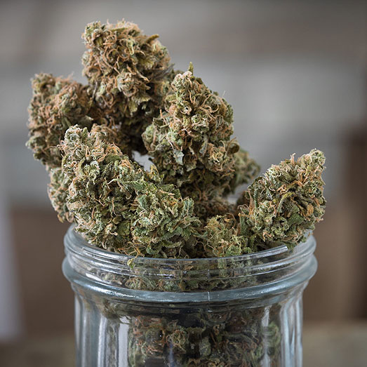 Wiet van de Critical Kush strain. Wiet van de Critical Kush strain.