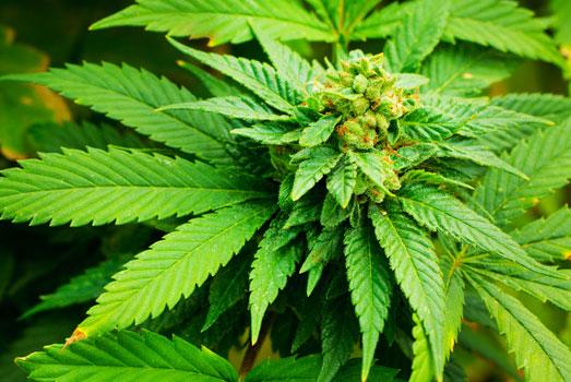 Een indica wietsoort met dikkere bladeren. Een indica wietsoort met dikke bladeren.