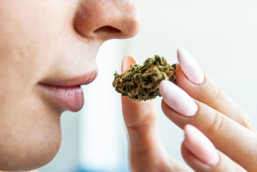 Berry Kush heeft een dominante geur. Berry Kush heeft een dominante geur.
