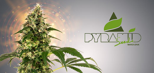 Double OG Haze van Pyramid Seeds. Double OG Haze van Pyramid Seeds.