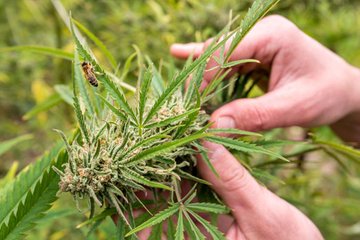 De voor een Sativa kenmerkende dunnere bladeren. De voor een Sativa kenmerkende dunnere bladeren.