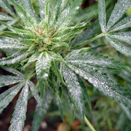 Echte Meeldauw | Witziekte op wietplant. Echte Meeldauw | Witziekte op wietplant.
