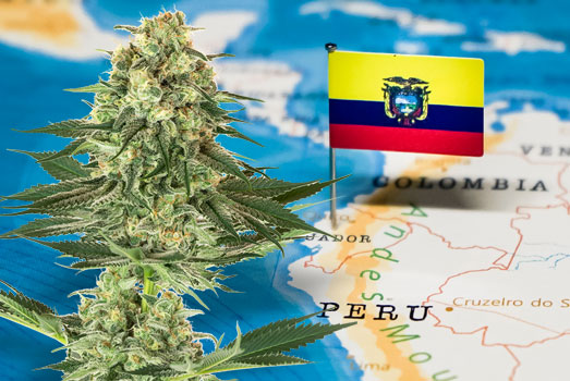 In Ecuador is wiet met 1,21 euro per gram het goedkoopst. In Ecuador is wiet met 1,21 euro per gram het goedkoopst.