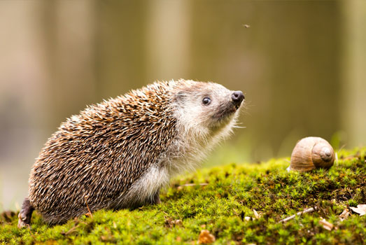 De egel is een graag geziene gast in je tuin. De egel is een graag geziene gast in je tuin.