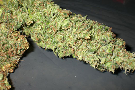 Enorme cannabis toppen. Enorme cannabis toppen.