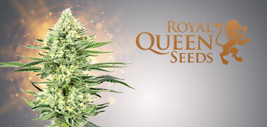 Euphoria CBD van Royal Queen Seeds. Euphoria CBD van Royal Queen Seeds.