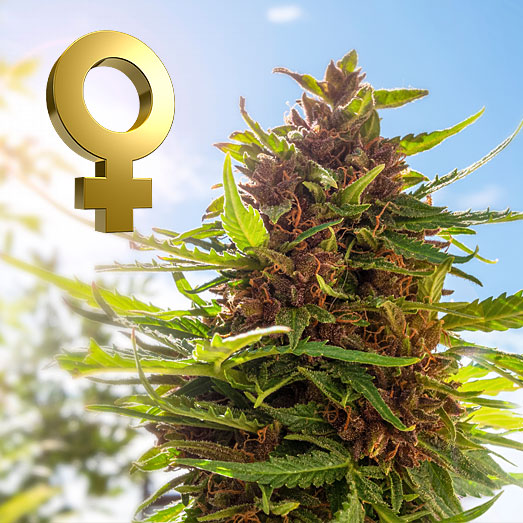 Het buiten kweken van feminized wietsoorten moet voor juli starten. Het buiten kweken van feminized wietsoorten moet voor juli starten.