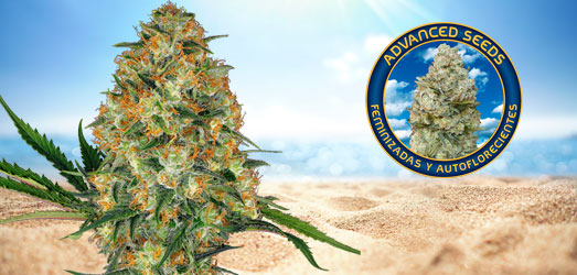 Gelato #33 van Advanced Seeds. Gelato #33 van Advanced Seeds.