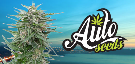 Girl Scout Cookies van het merk Auto Seeds