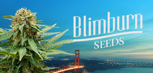 Girl Scout Cookies van Blimburn Seeds.