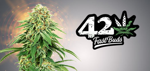 Girl Scout Cookies van FastBuds. Girl Scout Cookies van FastBuds.