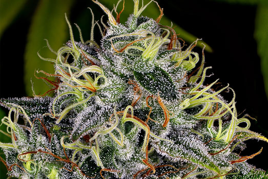 Wiettop Critical Kush bedekt met glanzende trichomen. Wiettop Critical Kush bedekt met glanzende trichomen.