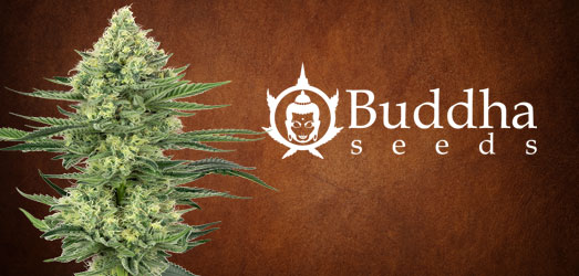 Gorila van Buddha Seeds. Gorila van Buddha Seeds.