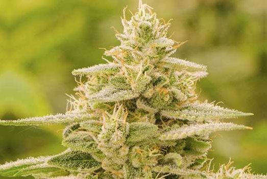 De Gorilla Glue van het Huismerk van Wietzaadjes.nl. De Gorilla Glue van het Huismerk van Wietzaadjes.nl..