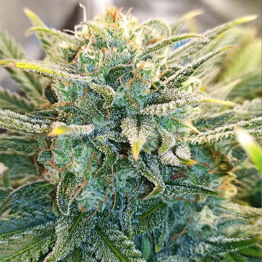 Green Gelato Automatic cannanis strain. Green Gelato Automatic cannanis strain.