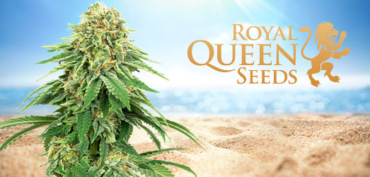 Green Gelato van Royal Queen Seeds. Green Gelato van Royal Queen Seeds.