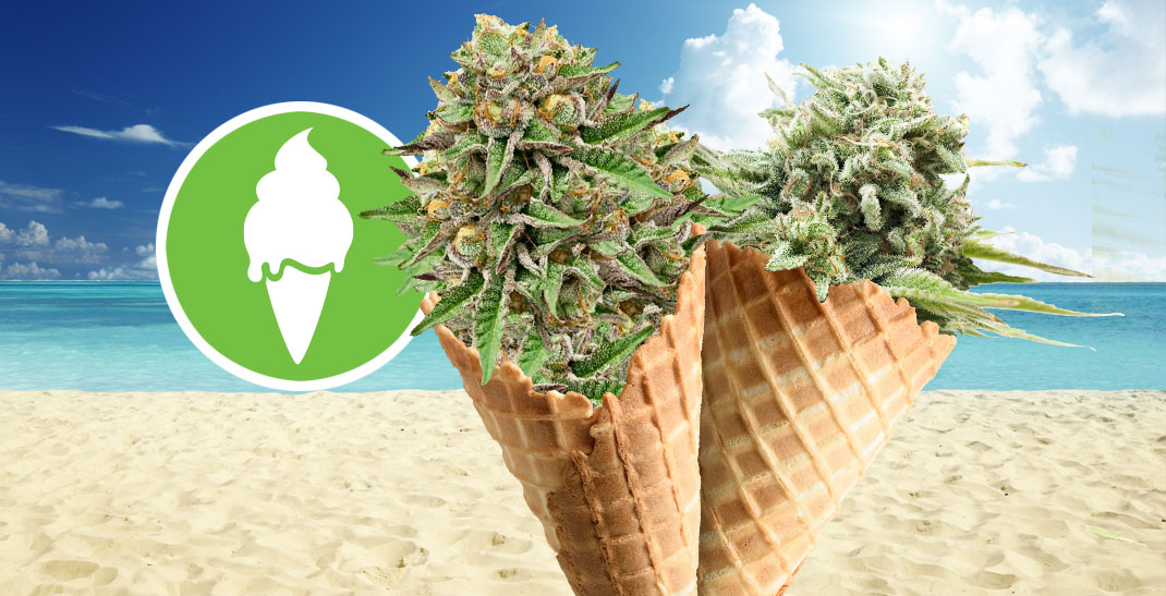 Green Gelato wiet kenmerken en kweek informatie.