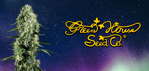 Super Silver Haze van Green House Seeds.