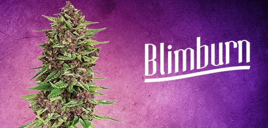 Grizzly Purple Kush van Blimburn Seeds. Grizzly Purple Kush van Blimburn Seeds.