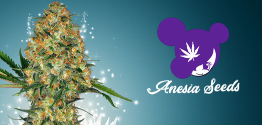 Haze Queen van Anesia Seeds. Haze Queen van Anesia Seeds.