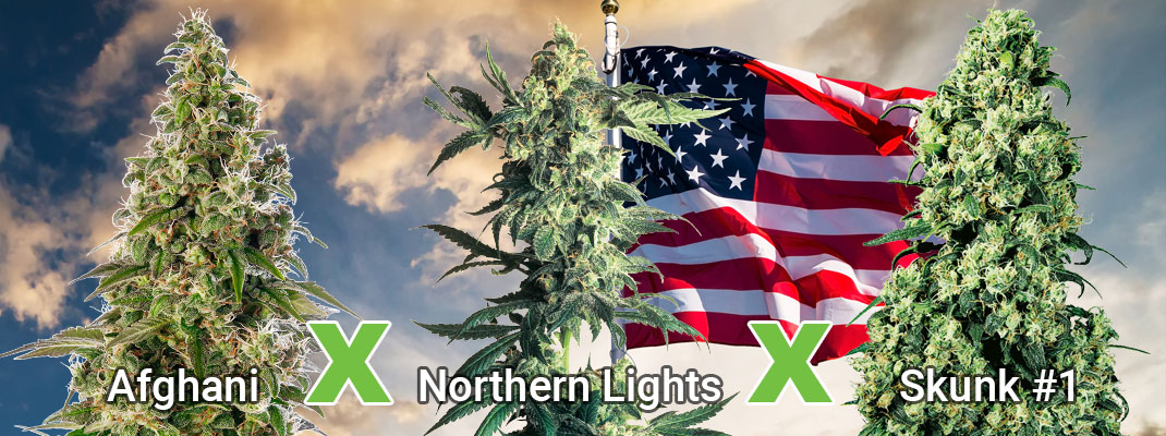 Big Bud is een kruising van Afghani X Northern Lights X Skunk #1. Big Bud is een kruising van Afghani X Northern Lights X Skunk #1.