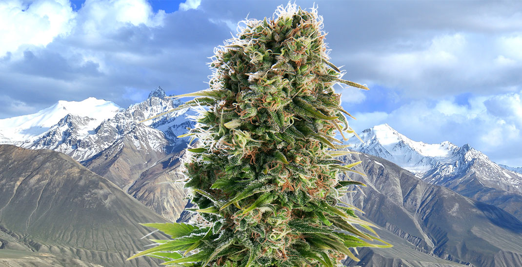 Hindu Kush wiet - Cannabis vernoemd naar het Hindu Kush-gebergte