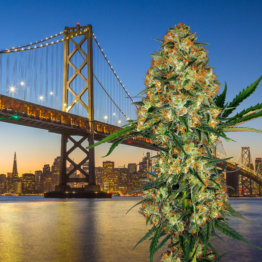 Hindu Kush indica landras. Hindu Kush indica landras.