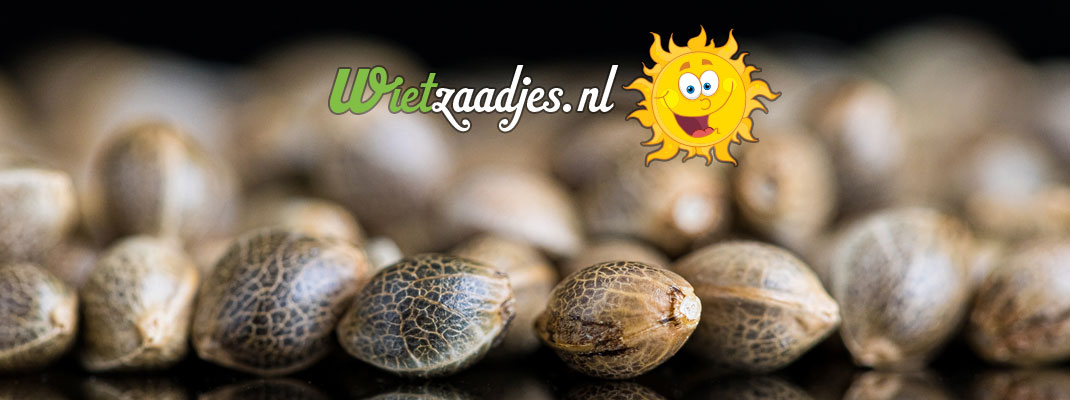 Met hoogwaardige wietzaden is de kans op mannelijke wietplanten of hermafrodieten bijna nihil. Met hoogwaardige wietzaden is de kans op mannelijke wietplanten of hermafrodieten bijna nihil.