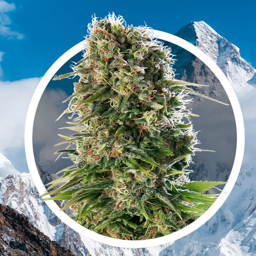 Hindu Kush indica landras. Hindu Kush indica landras.