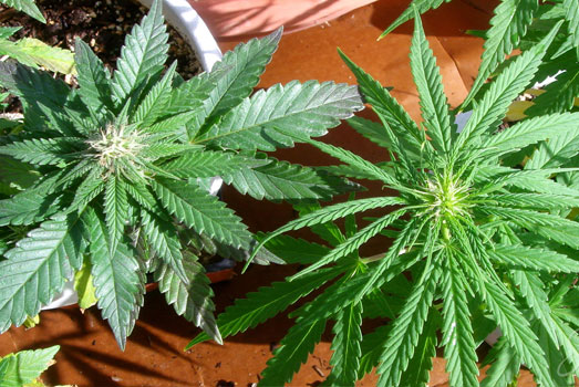 Een indica en sativa wietplant naast elkaar. Een indica en sativa wietplant naast elkaar.