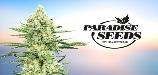 White Widow van Power Strains. White Widow van Power Strains.