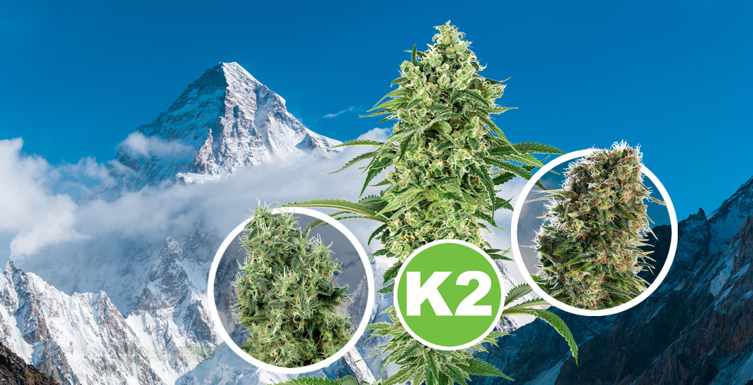 K2 Wiet - Alles over de k2 strain 