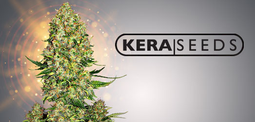 Kera Critical van Kera Seeds. Kera Critical van Kera Seeds.