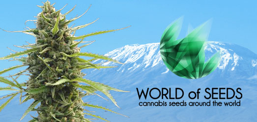 Kilimanjaro van het merk World of Seeds Kilimanjaro van World of Seeds