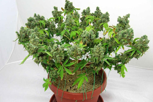 LST zorgt voor kleinere planten met een hogere opbrengst. LST zorgt voor kleinere planten met een hogere opbrengst.