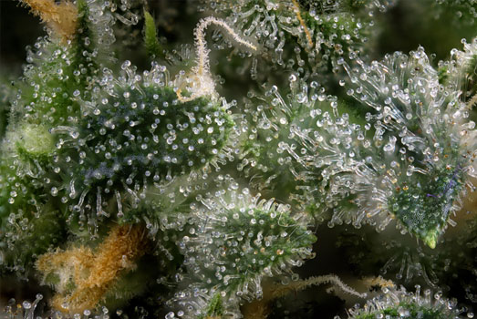 Macro Close-up van de kleverige trichomen op de Gorilla Glue. Macro Close-up van de kleverige trichomen op de Gorilla Glue.