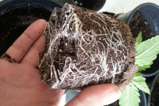 Wietplantje met kluitje. Wietplantje met kluitje.