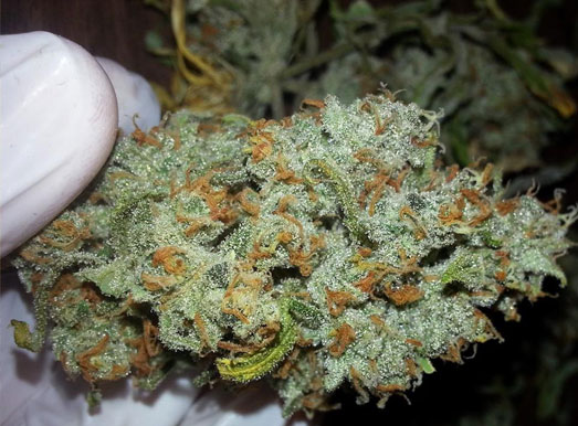 Lemon Haze is een krachtige wietsoort met 18-22% THC. Lemon Haze is een krachtige wietsoort met 18-22% THC.