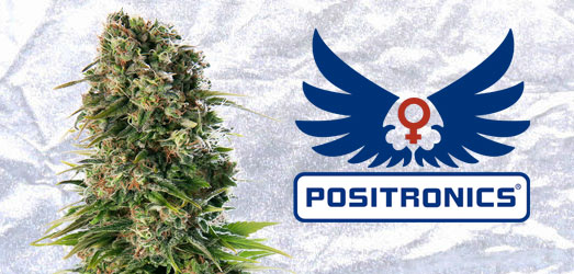 Quick One Auto van Royal Queen Seeds. Quick One Auto van Royal Queen Seeds.