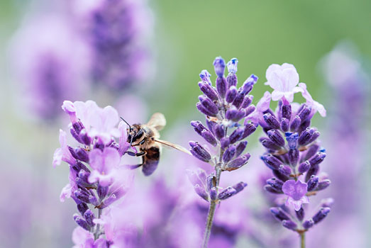 Slakken hebben een hekel aan lavendel. Slakken hebben een hekel aan lavendel.