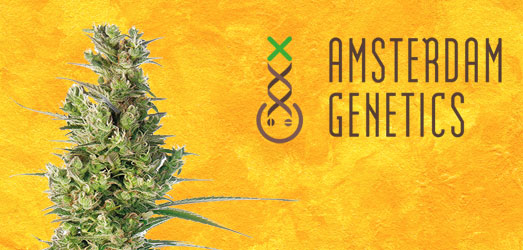 Lemon Haze van Amsterdam Genetics. Lemon Haze van Amsterdam Genetics.