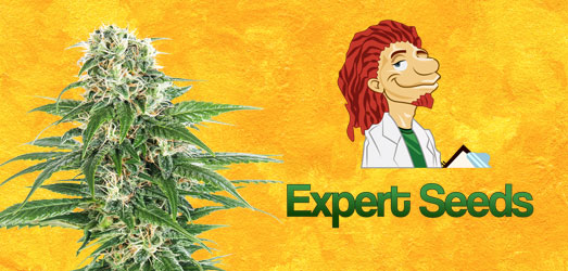 Lemon Haze Auto van Expert Seeds. K2 van Homegrown Fantaseeds.